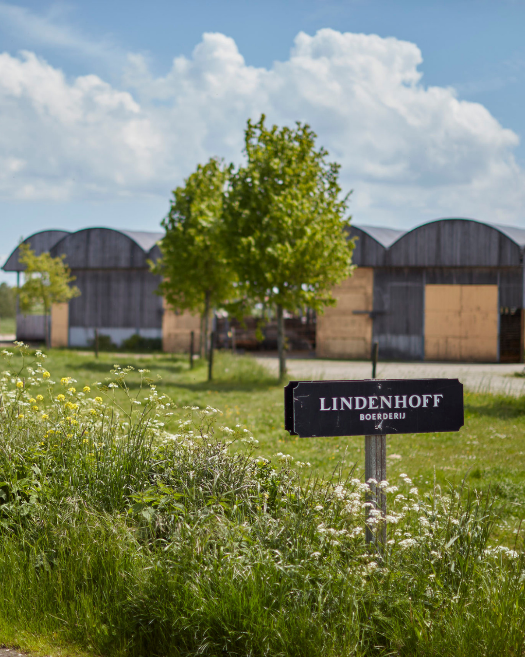 Lindenhoff, Baambrugge: The Farm Behind Our Tallow