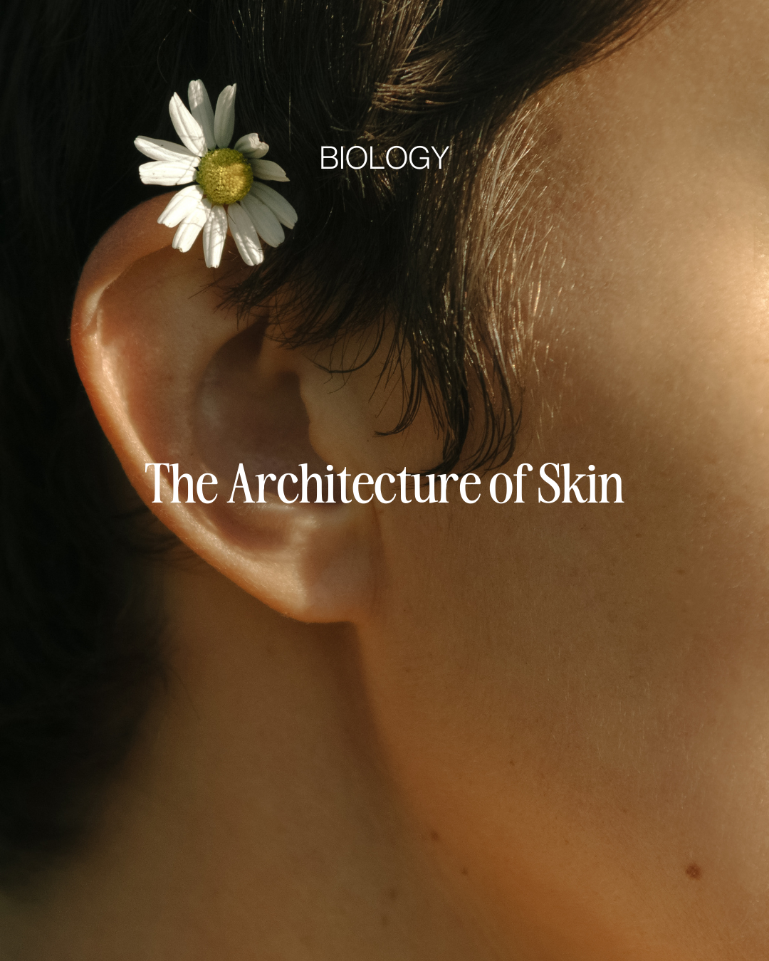 The Architecture of Skin