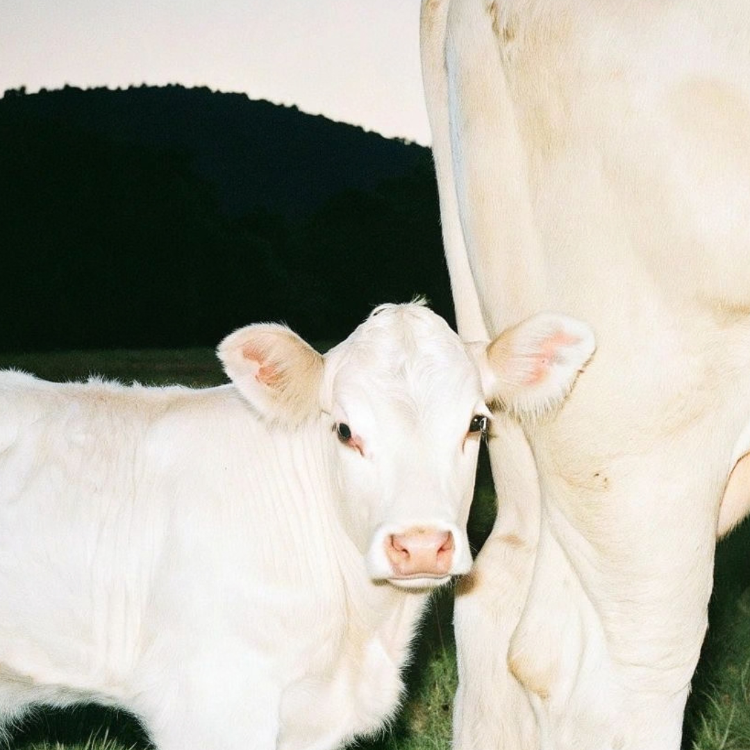 White calf standing beside its mother in a field
