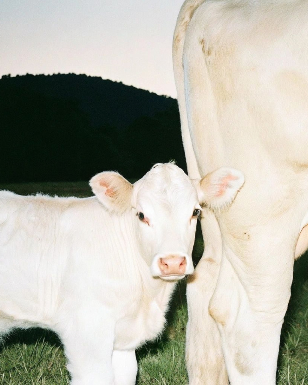 White calf standing beside its mother in a field