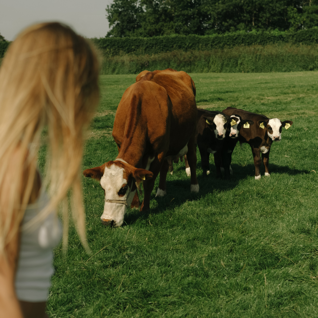Buying Tallow Balm in the Netherlands: What to Look For
