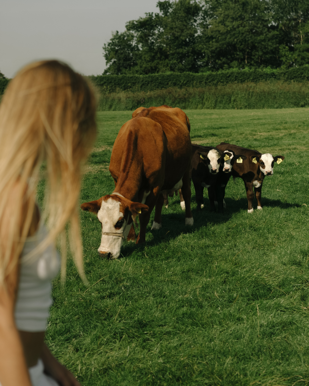 Buying Tallow Balm in the Netherlands: What to Look For